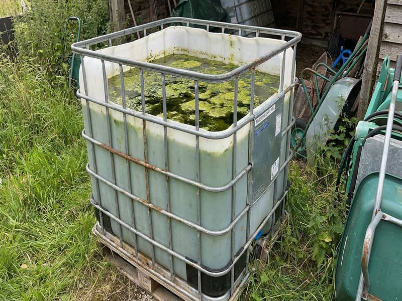 Cuve IBC 1000L avec eau verte et algues
